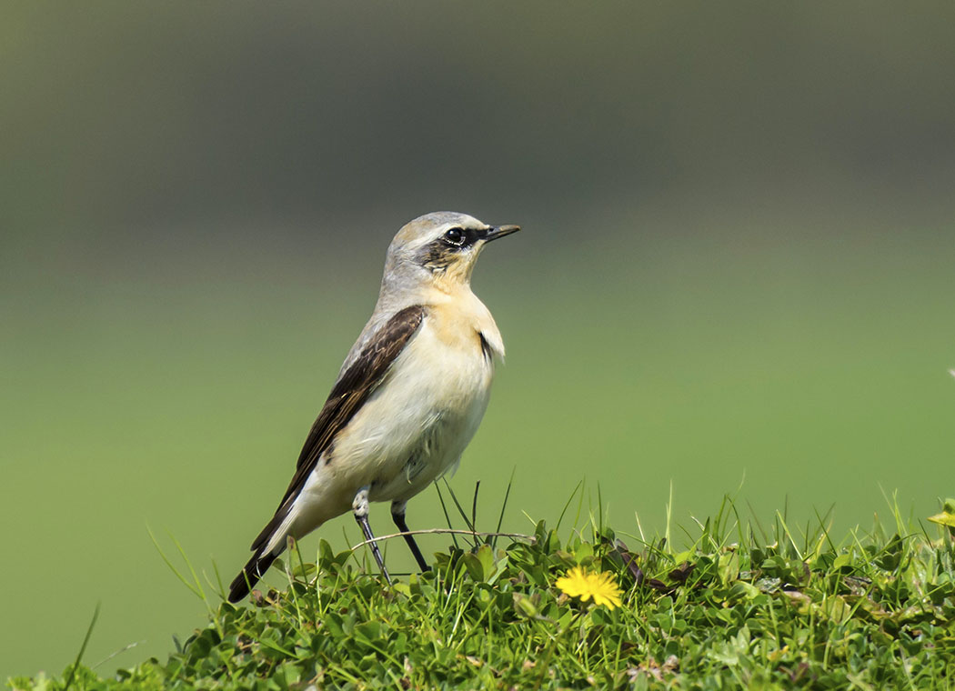 Northern Wheatear