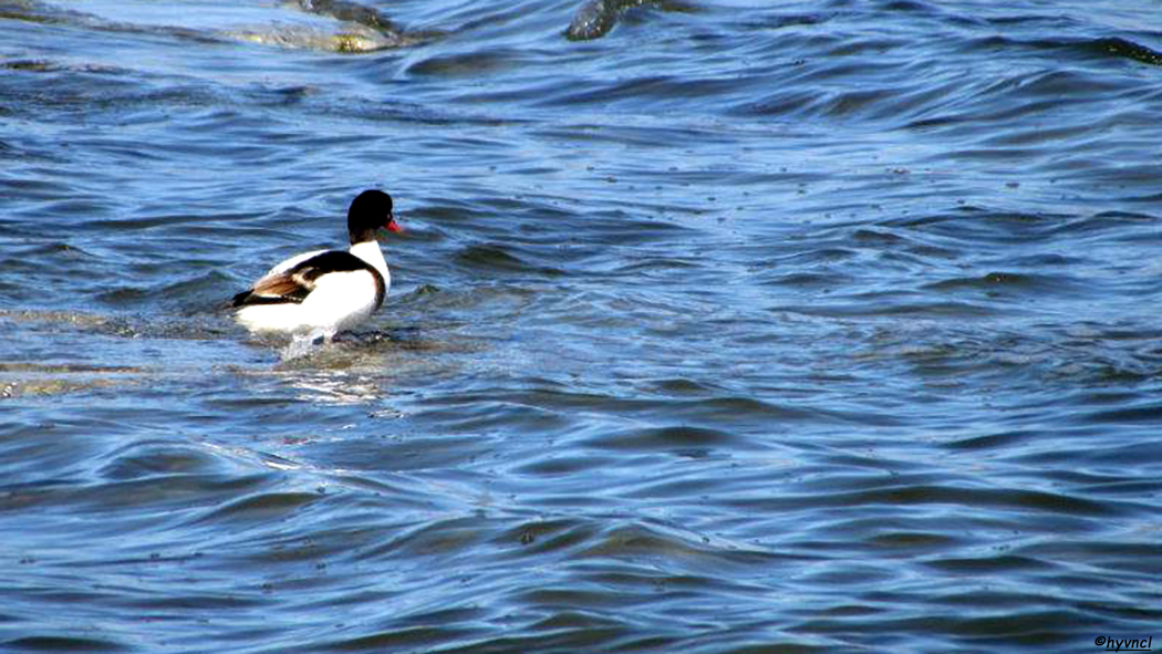 Common Shelduck