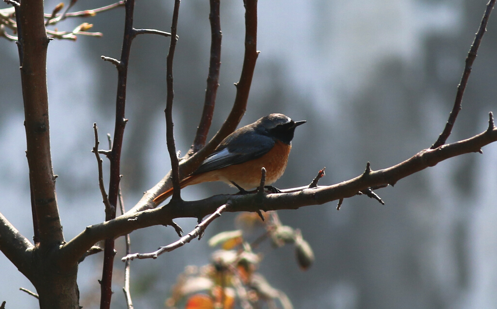 Common Redstart