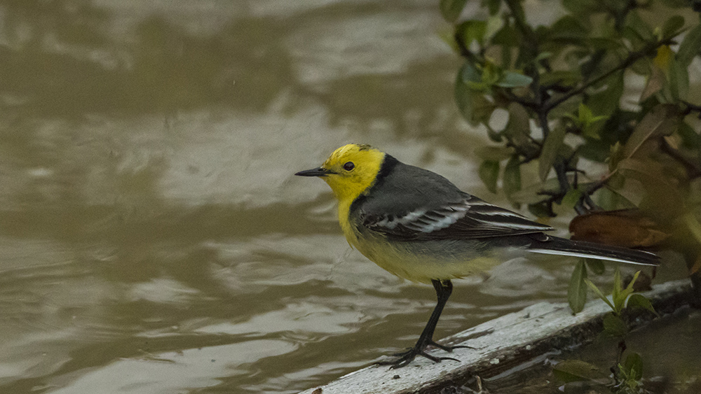 Citrine Wagtail