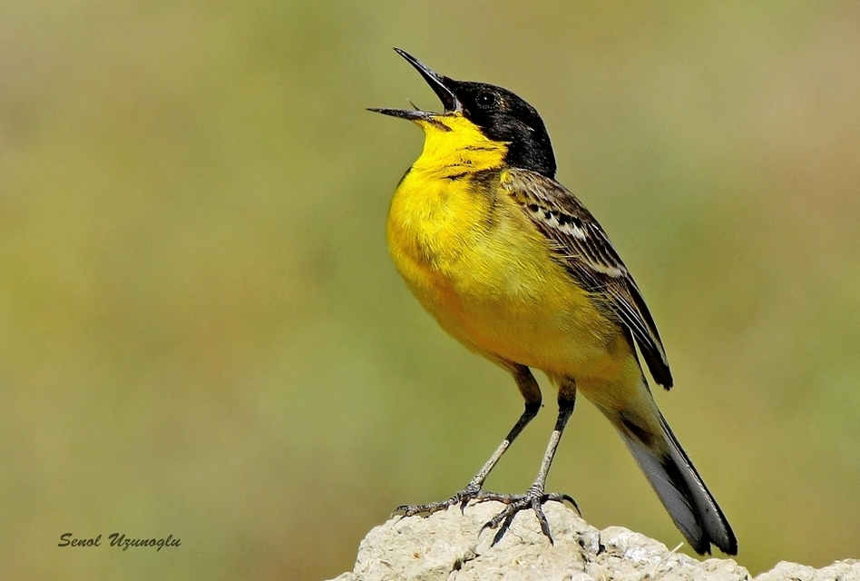 Western Yellow Wagtail