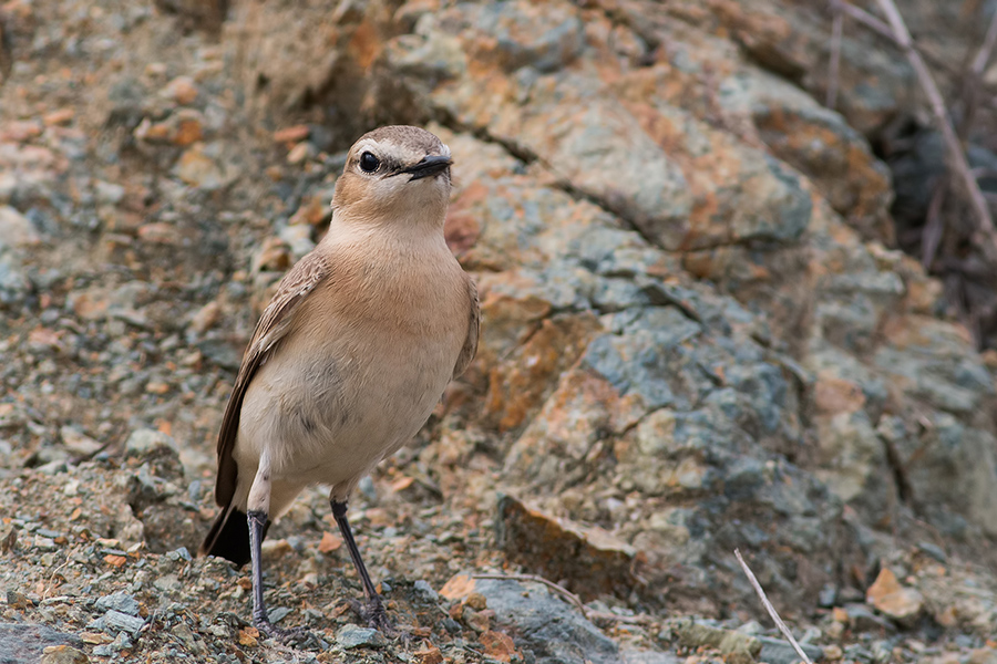 Northern Wheatear