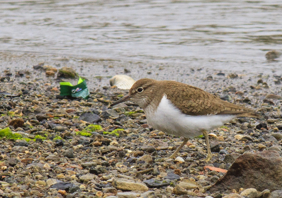 Common Sandpiper