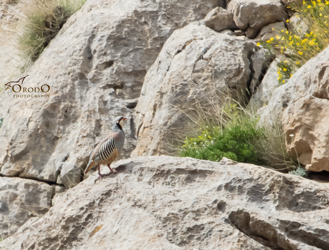 Chukar Partridge