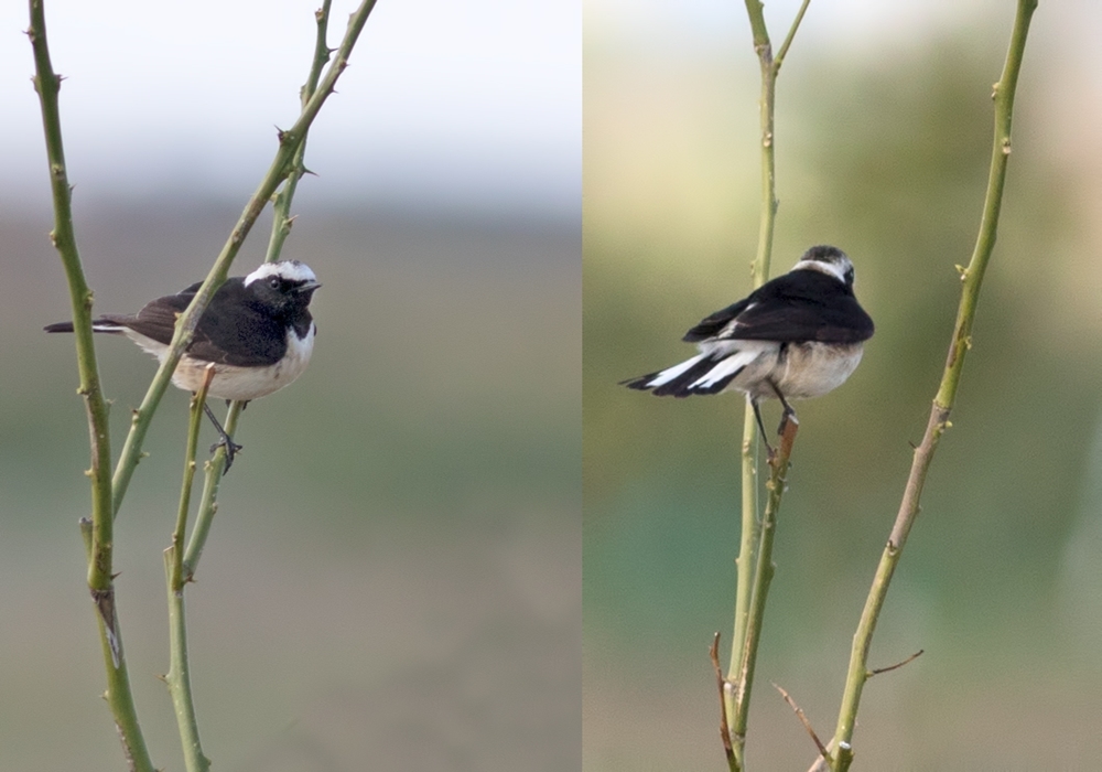 Pied Wheatear