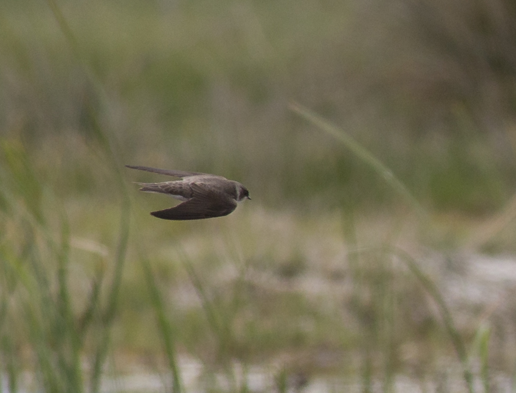 Sand Martin