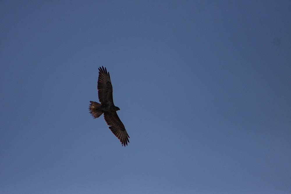 Common Buzzard