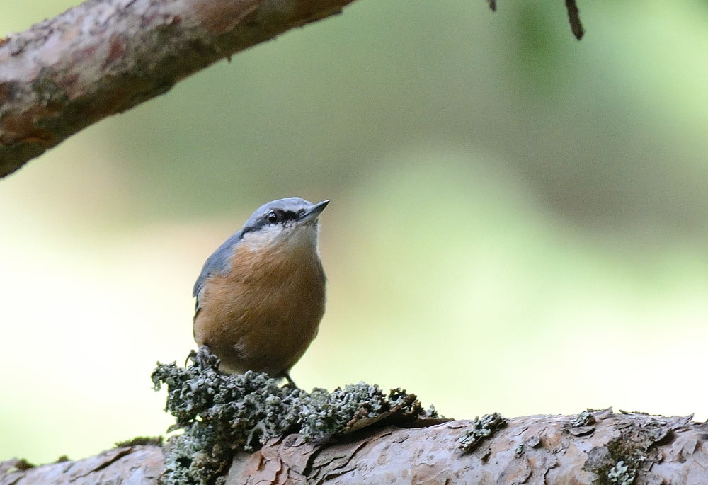 Eurasian Nuthatch