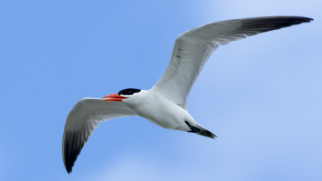 Caspian Tern