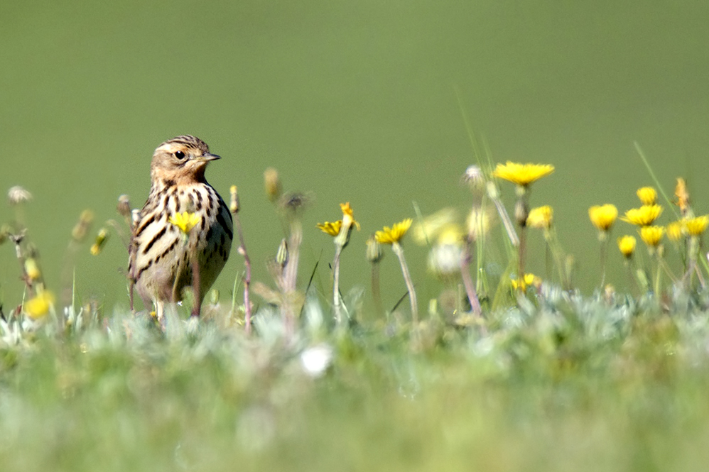 Red-throated Pipit
