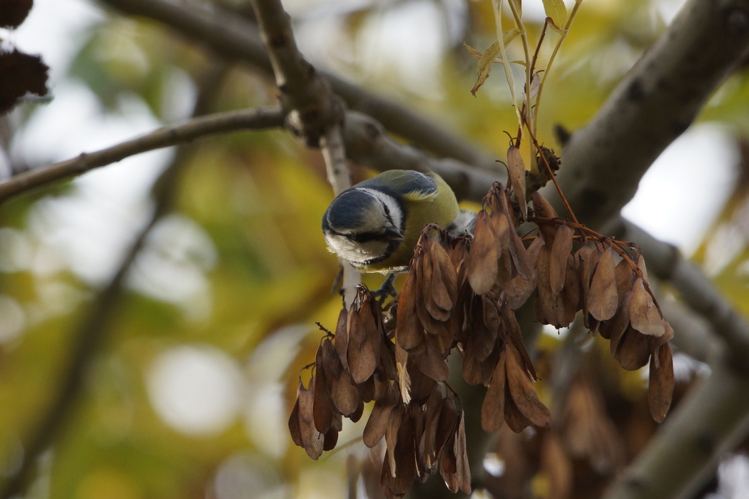 Eurasian Blue Tit