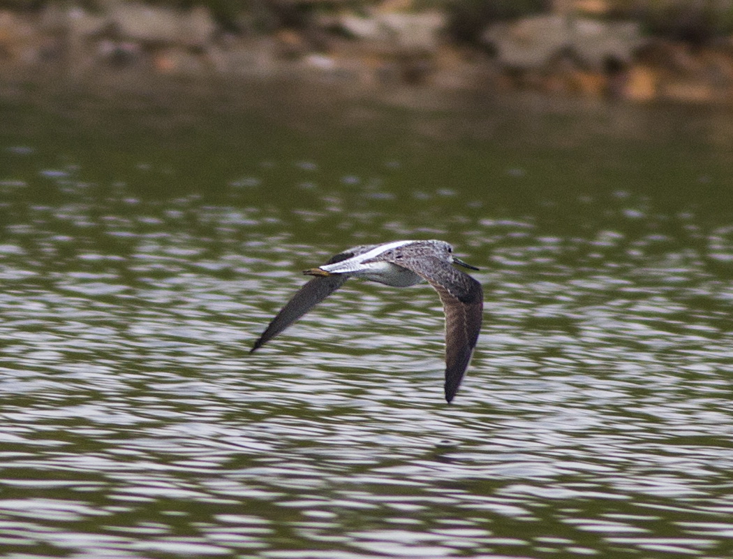 Common Greenshank