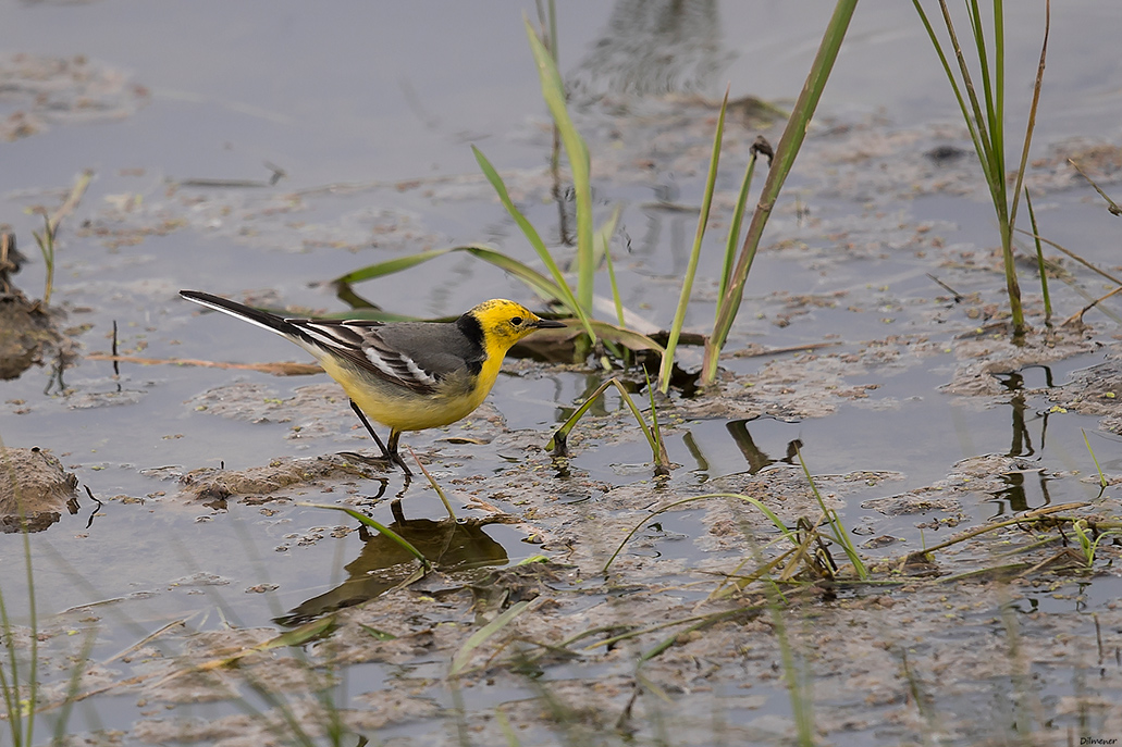 Citrine Wagtail