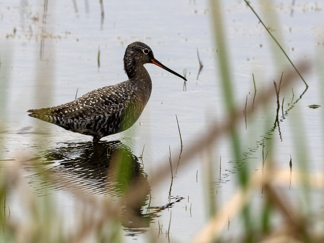 Spotted Redshank