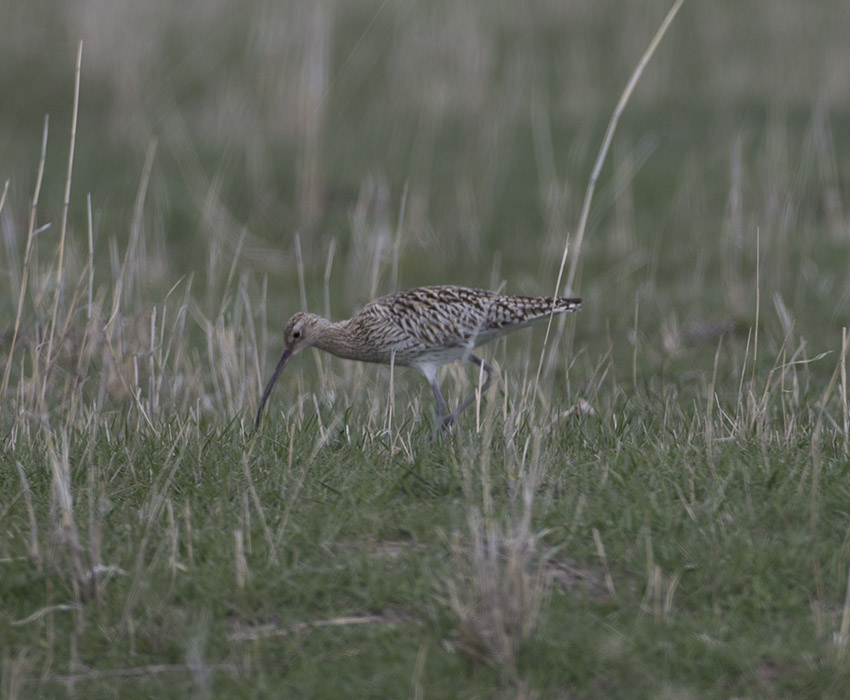Eurasian Curlew