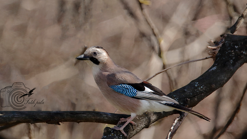 Eurasian Jay