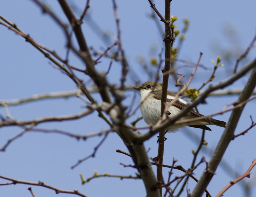 Collared Flycatcher