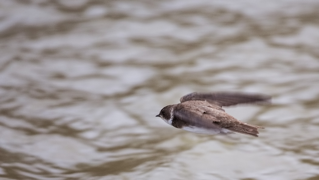 Sand Martin