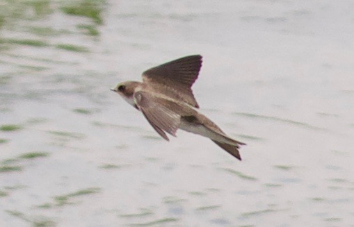 Sand Martin