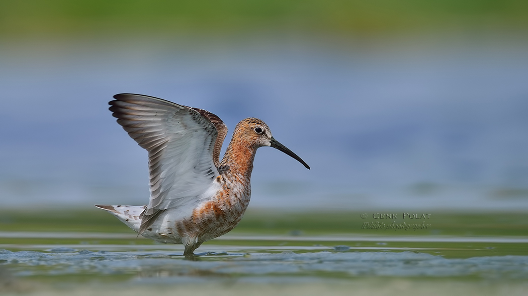 Curlew Sandpiper