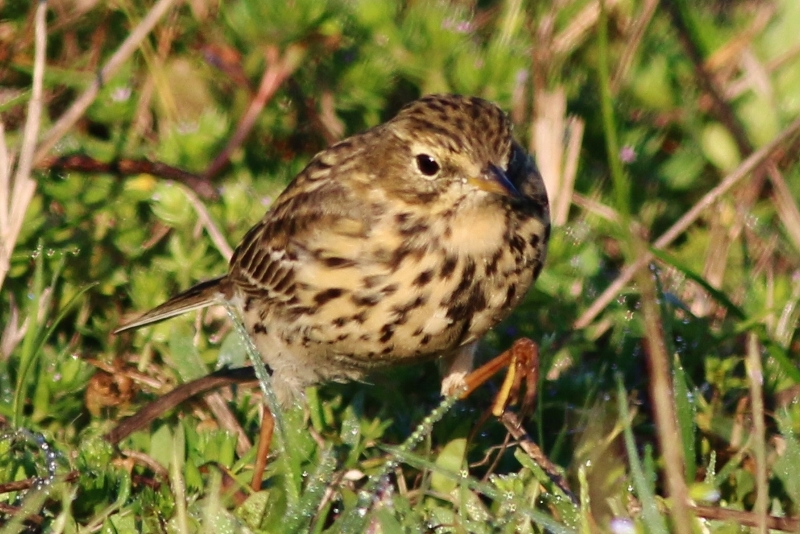 Red-throated Pipit