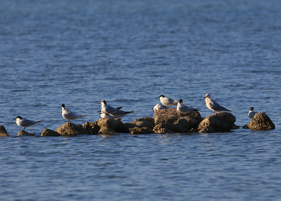 Sandwich Tern