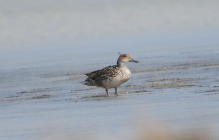 Northern Pintail