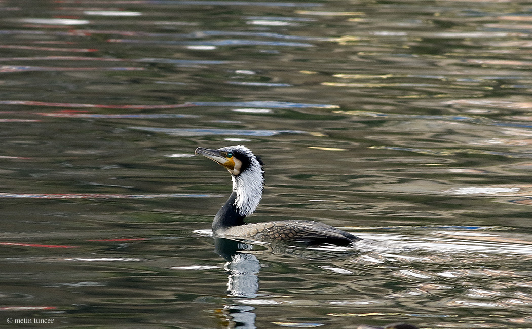 Great Cormorant