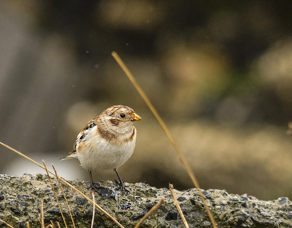 Snow Bunting