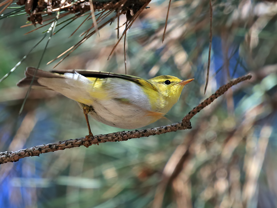 Wood Warbler