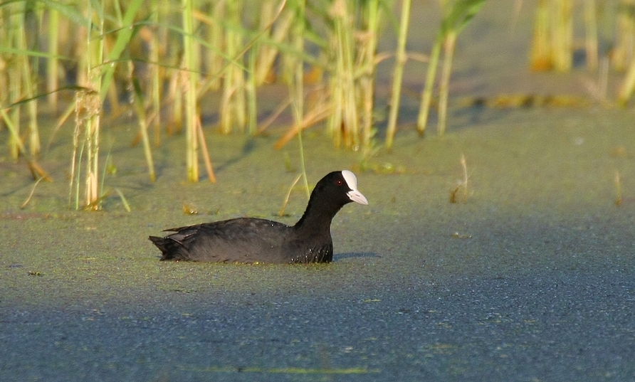 Eurasian Coot
