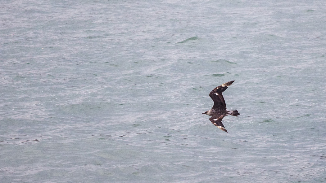 Parasitic Jaeger