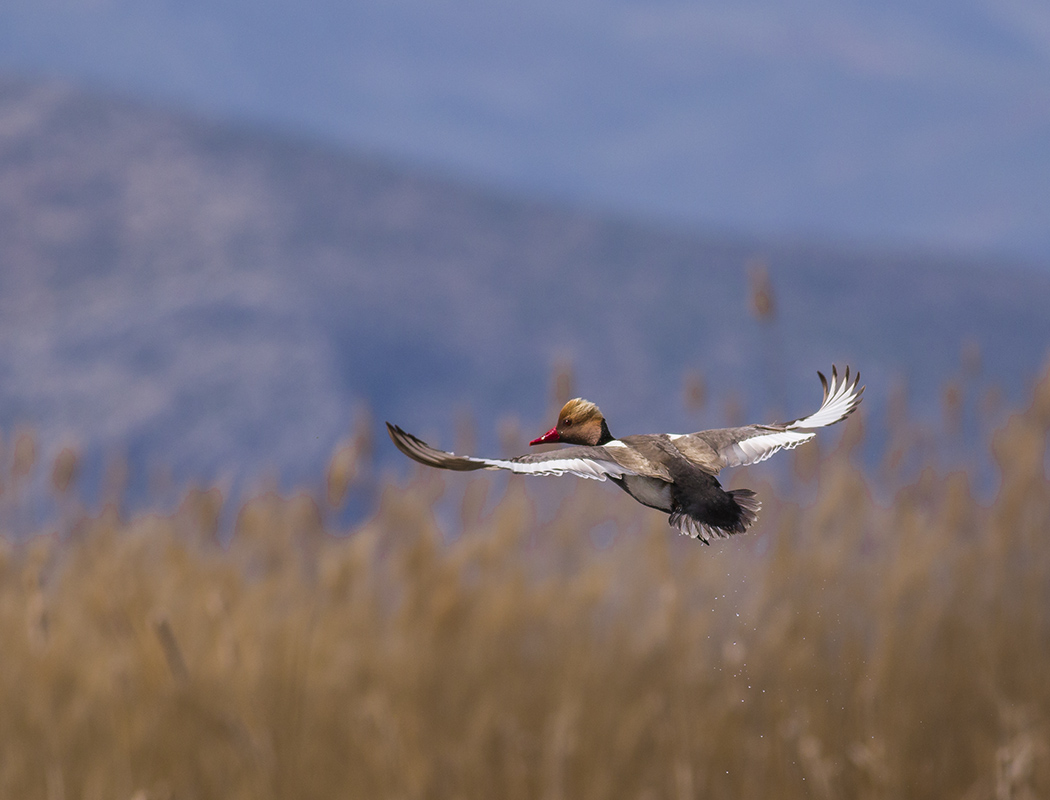 Red-crested Pochard