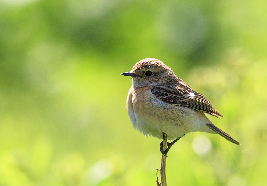 Siberian Stonechat