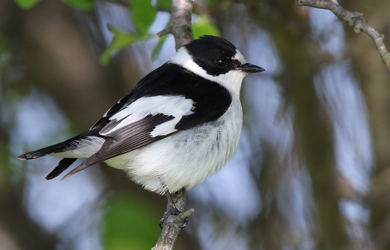 Collared Flycatcher