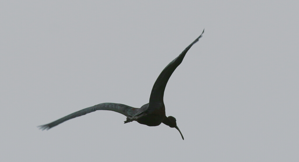 Glossy Ibis