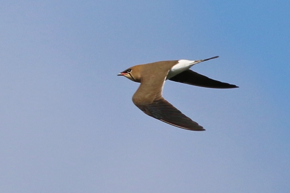 Collared Pratincole