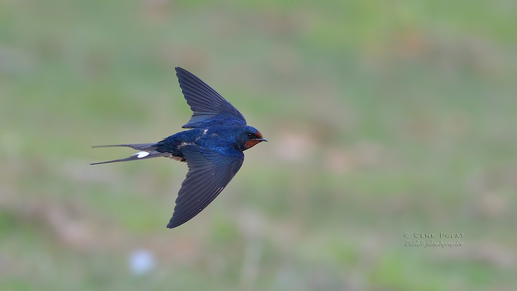 Barn Swallow