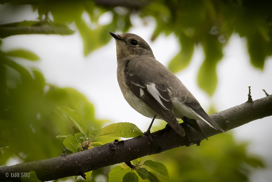Semicollared Flycatcher