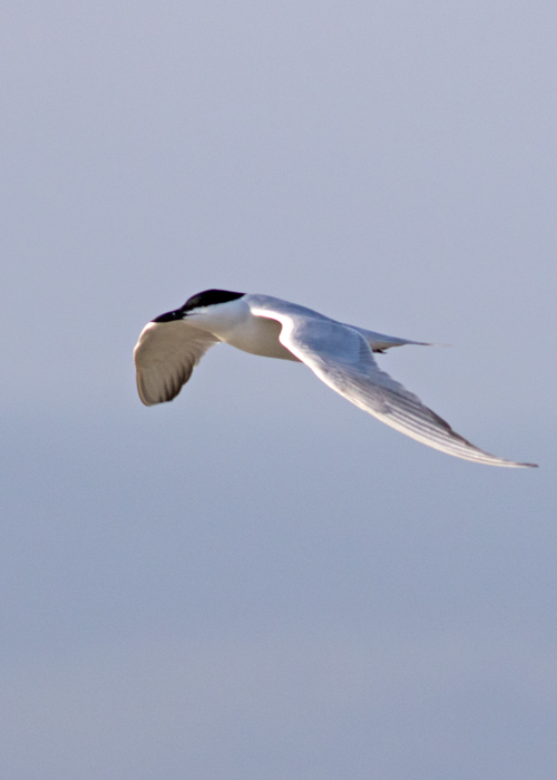 Gull-billed Tern