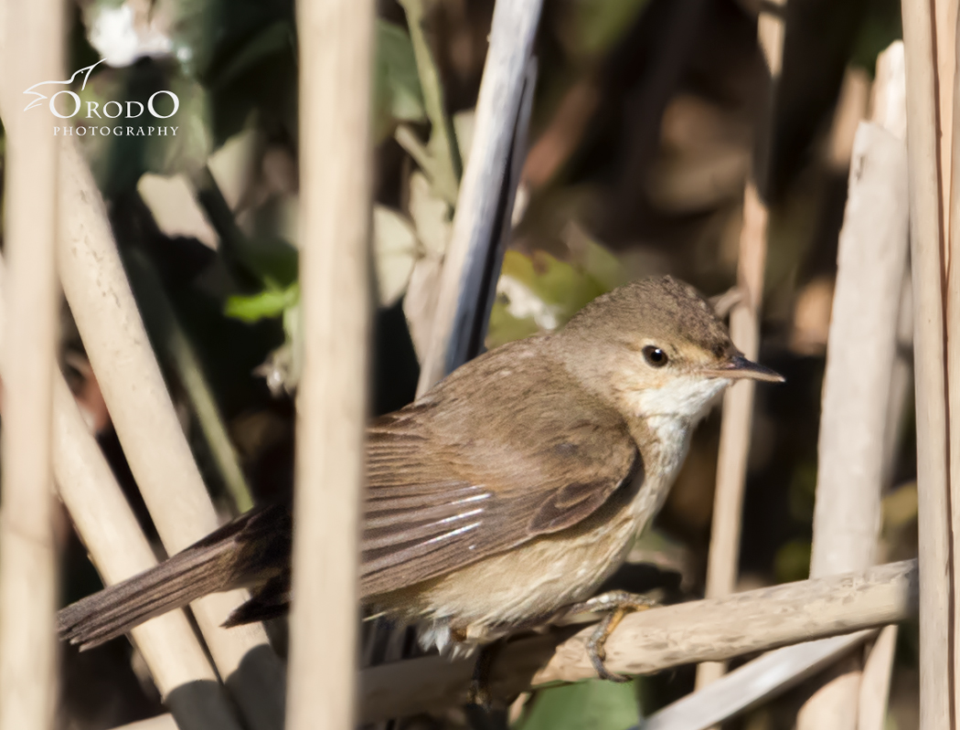 Common Reed Warbler