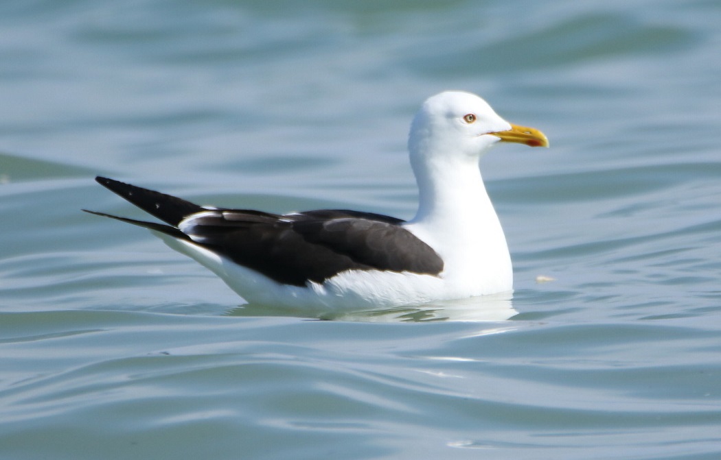 Lesser Black-backed Gull