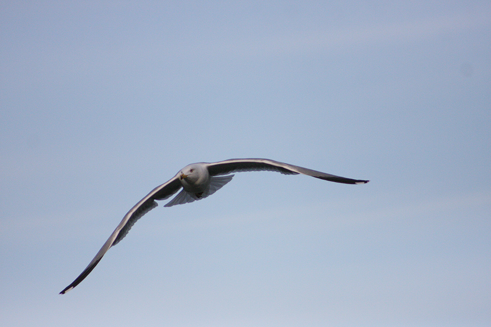 Yellow-legged Gull
