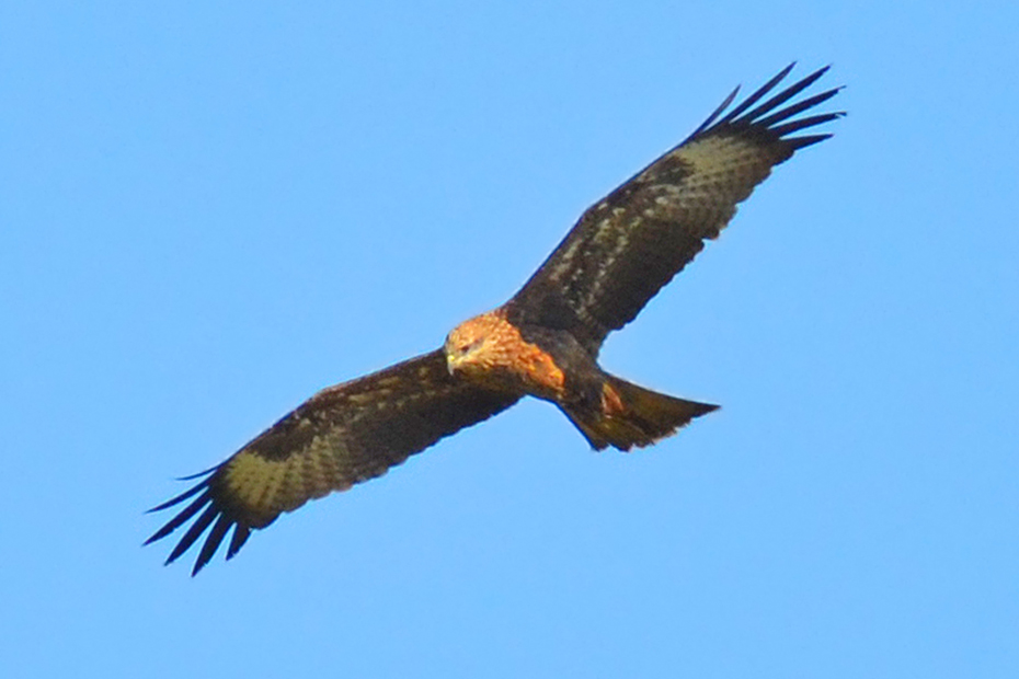 Black Kite