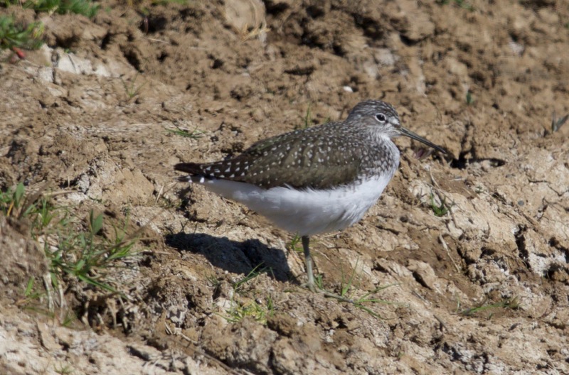 Green Sandpiper
