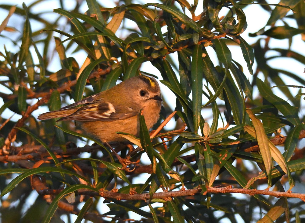 Goldcrest