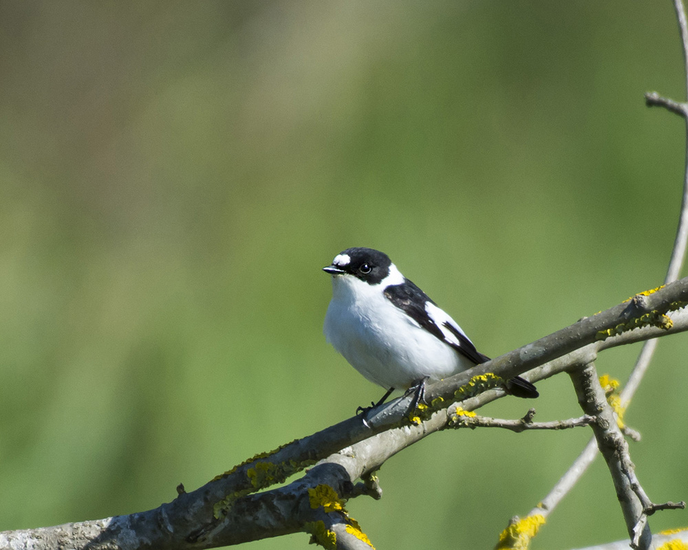 Collared Flycatcher