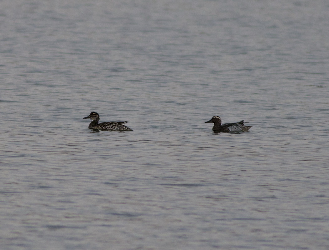 Garganey