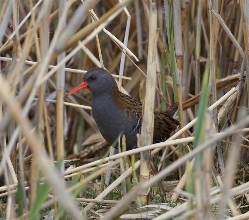 Water Rail
