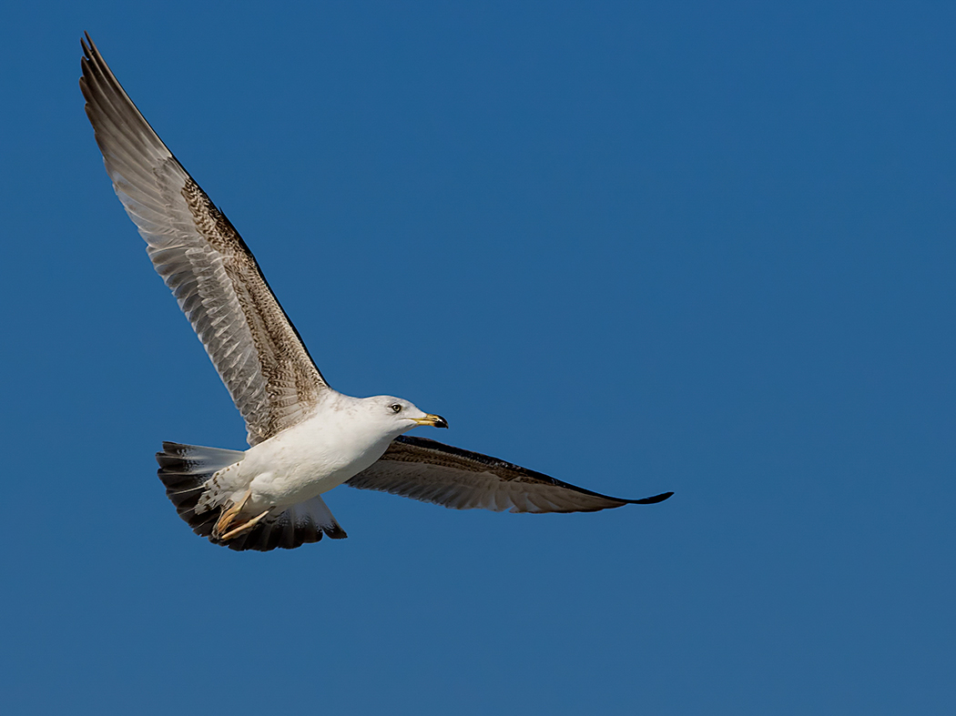 Yellow-legged Gull